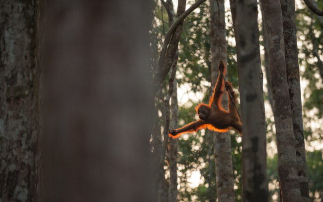 Orangutan in Forest • Tanjung Puting National Park, Indonesian Borneo