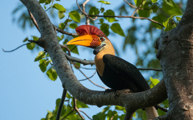 Red Knobbed Hornbill • Tangkoko National Park, Sulawesi, Indonesia
