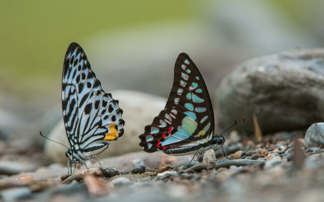 Malayan Zebra and Lesser Jay Butterflies • Tangkahan, Sumatra, Indonesia
