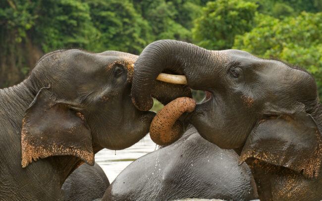 Asian Elephants • Tangkahan, Sumatra, Indonesia