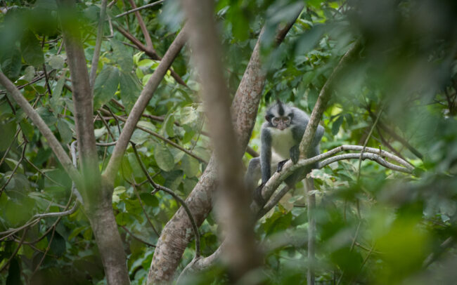 Thomas Leaf Monkey • Tangkahan, Sumatra, Indonesia