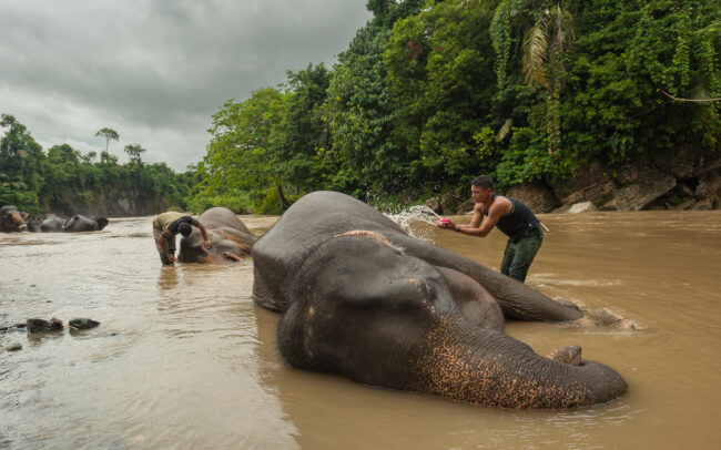 Cleaning of the Elephants • Tangkahan, Sumatra, Indonesia