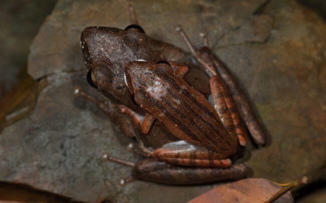 Mating Frogs • Tangkahan, Sumatra, Indonesia