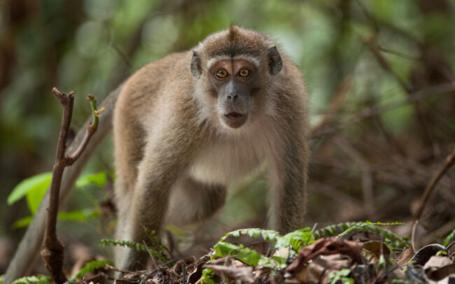 Long Tailed Macaque • Tanjung Puting National Park, Indonesian Borneo