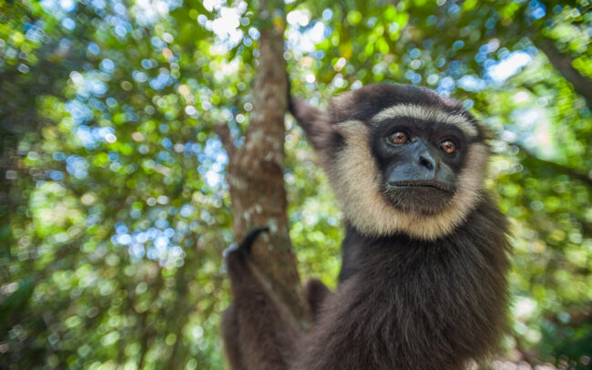 Agile Gibbon • Tanjung Puting National Park, Indonesian Borneo