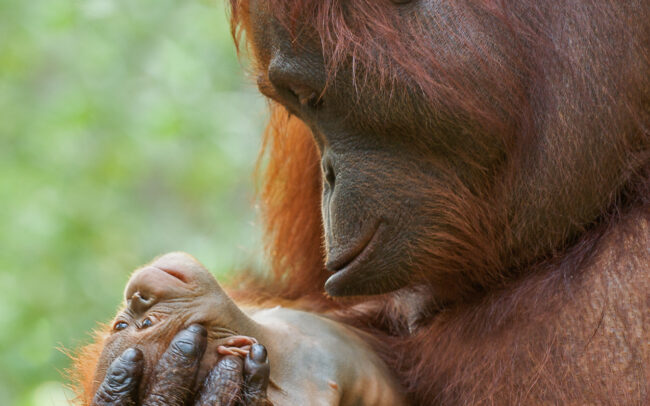 Mother and Newborn Orangutan • Tanjung Puting National Park, Indonesian Borneo