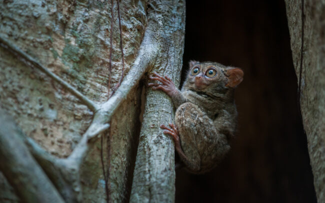 Spectral Tarsier • Tangkoko National Park, Sulawesi, Indonesia