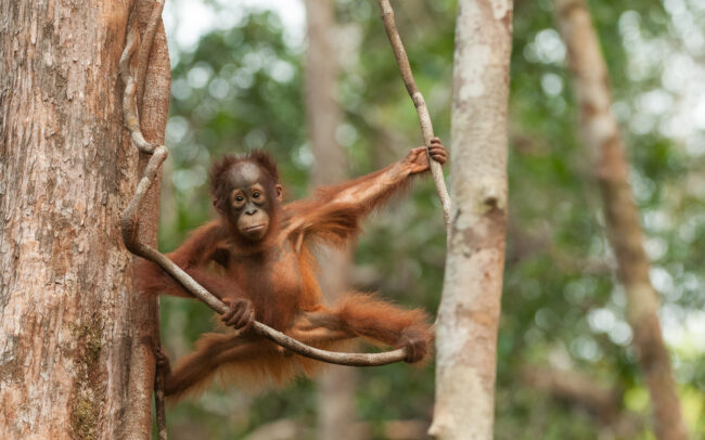 Juvenile Orangutan • Tanjung Puting National Park, Indonesian Borneo