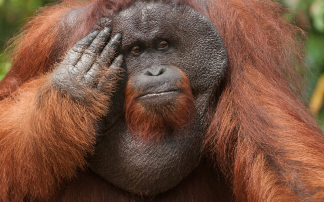 Alphan Orangutan • Tanjung Puting National Park, Indonesian Borneo