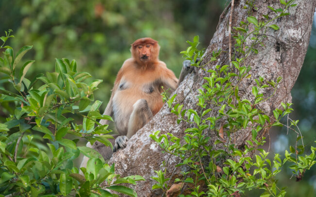 Proboscis Monkey • Tanjung Puting National Park, Indonesian Borneo