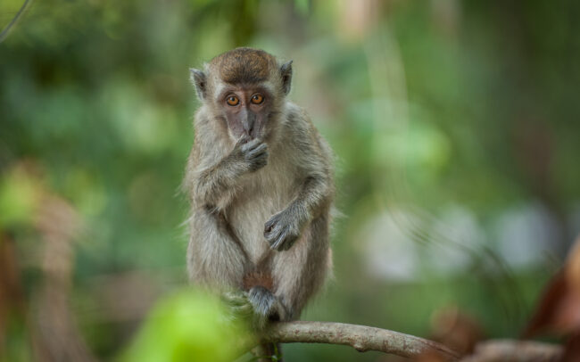 Young Long Tailed Macaque • Tanjung Puting National Park, Indonesian Borneo