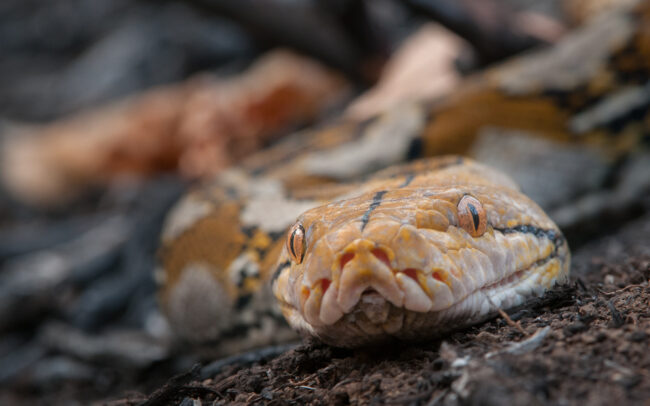 Reticulated Python • Tangkoko National Park, Sulawesi, Indonesia