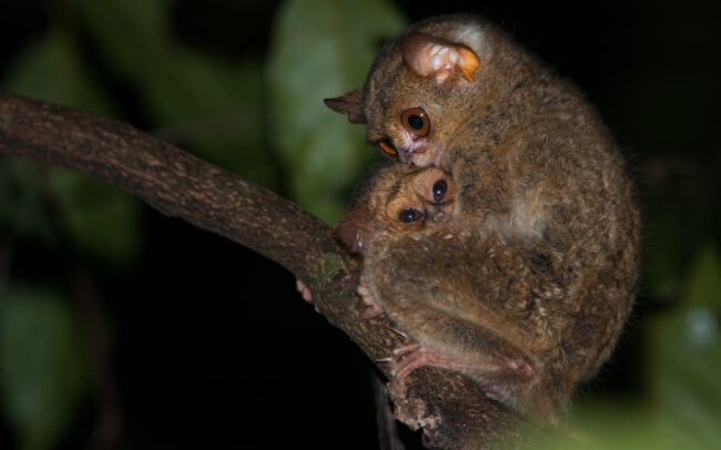 Spectral Tarsier Mother and Baby • Tangkoko National Park, Sulawesi, Indonesia