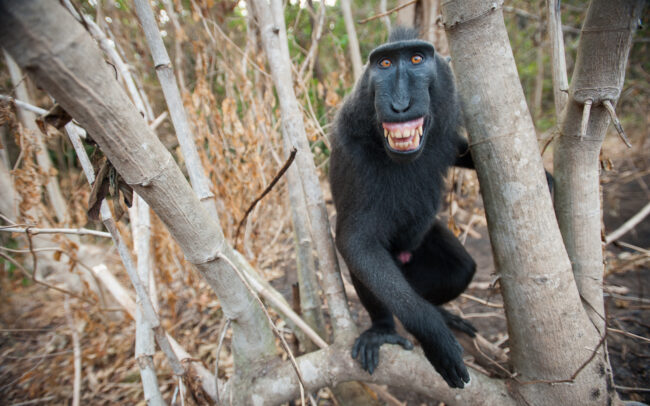 Black Crested Macaque • Tangkoko National Park, Sulawesi, Indonesia