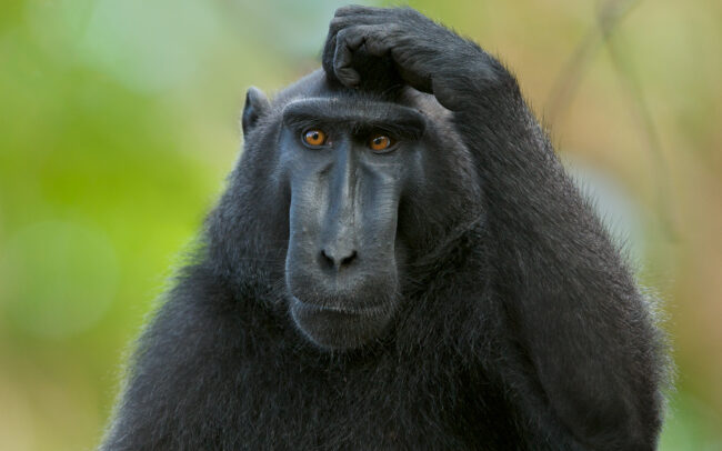 Black Crested Macaque • Tangkoko National Park, Sulawesi, Indonesia
