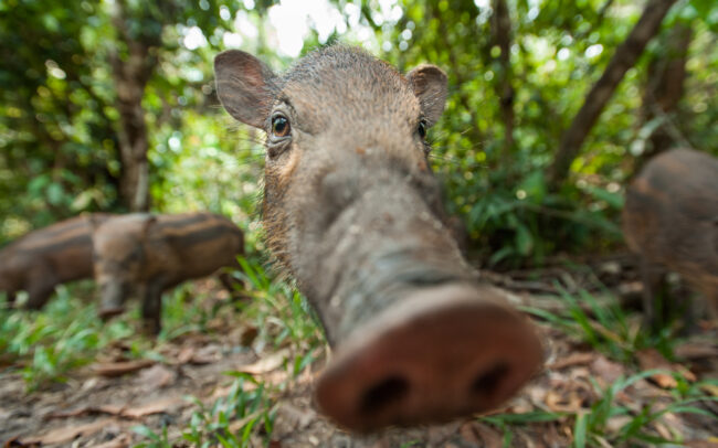 Bearded Piglet • Tanjung Puting National Park, Indonesian Borneo