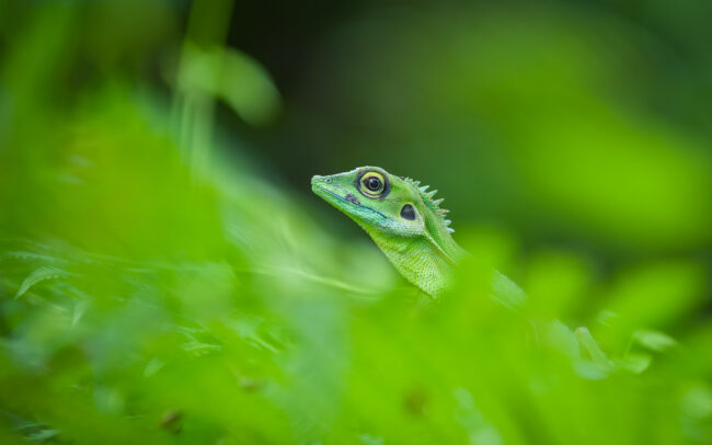 Green Lizard • Tangkahan, Sumatra, Indonesia