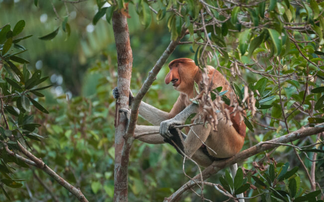 Proboscis Monkey • Tanjung Puting National Park, Indonesian Borneo