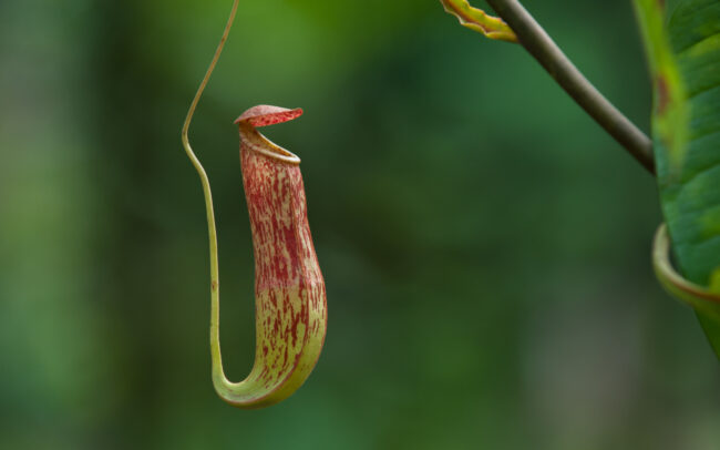 Pitcher Plant • Tanjung Puting National Park, Indonesian Borneo