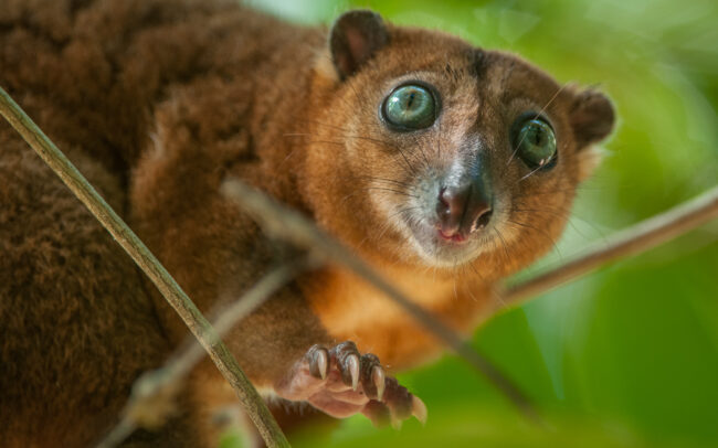 Dwarf Sulawesi Cuscus • Tangkoko National Park, Sulawesi, Indonesia