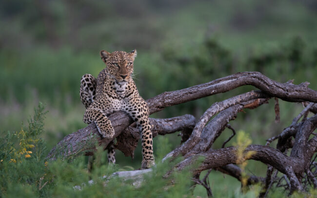 Leopard • Samburu National Reserve, Kenya