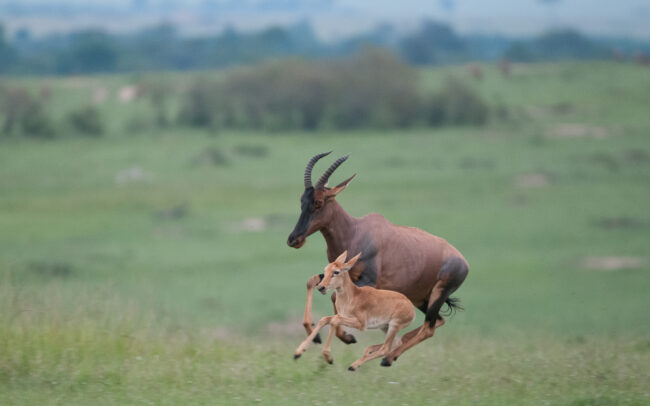 Mother and Baby Topi • Masai Mara, Kenya