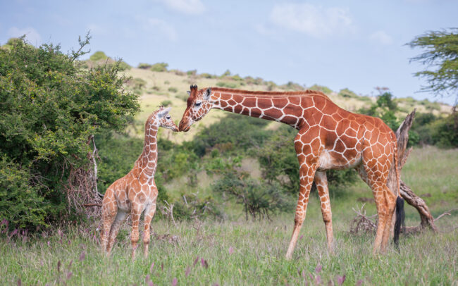 Mother and Baby Reticulated Giraffe • Lewa Wildlife Conservancy, Kenya