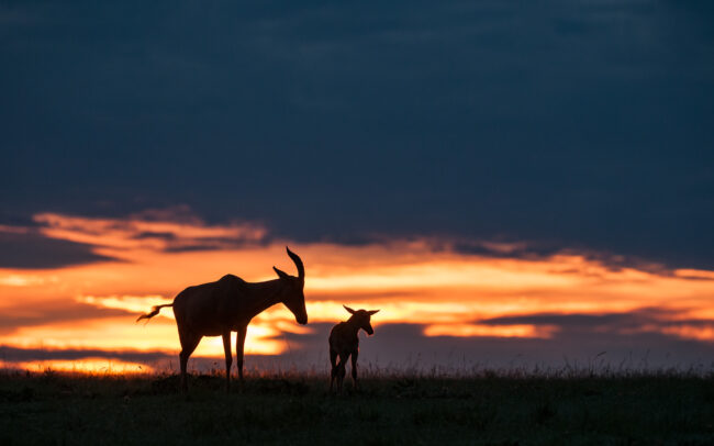 Topi Silhouette • Masai Mara, Kenya