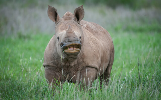 Baby White Rhinoceros, Lewa Wildlife Conservancy, Kenya