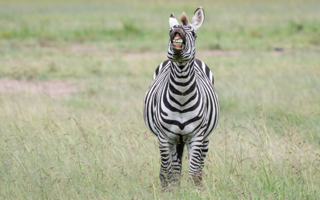 Zebra • Maasai Mara National Reserve, Kenya