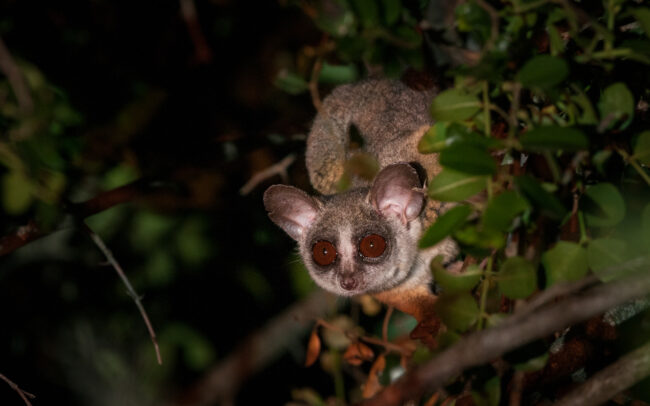 Bush Baby • Ol Pajeta Conservancy, Laikipia, Kenya