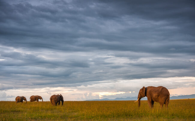 Elephant Landscape • Ol Pajeta Conservancy, Laikipia, Kenya
