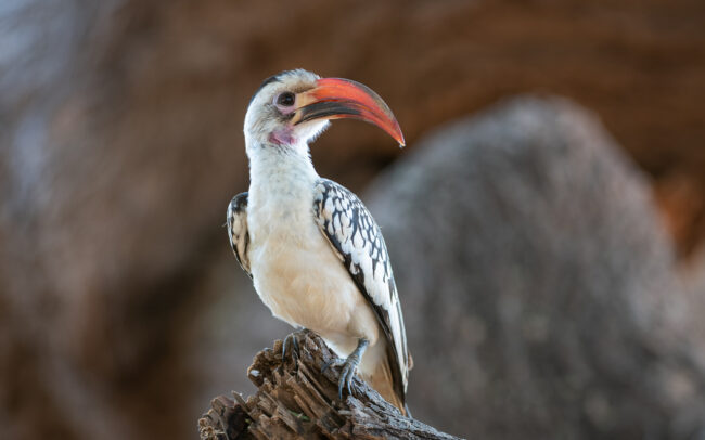Red-Billed Hornbill • Samburu National Reserve, Kenya