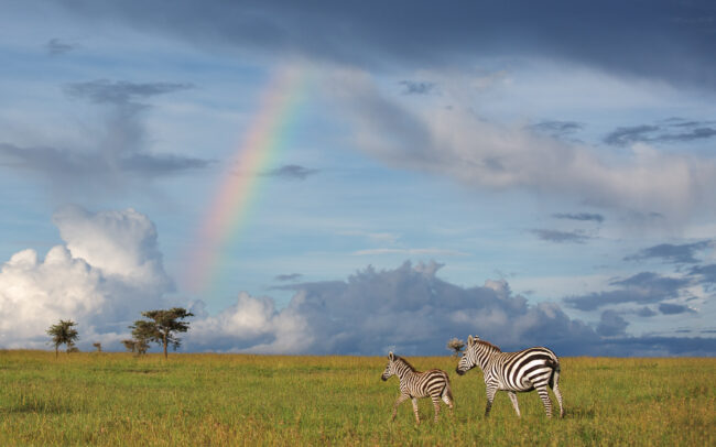 Zebras and Rainbow • Ol Pajeta Conservancy, Laikipia, Kenya