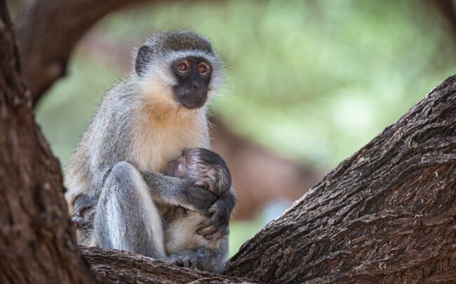 Vervet Monkeys • Samburu National Reserve, Kenya
