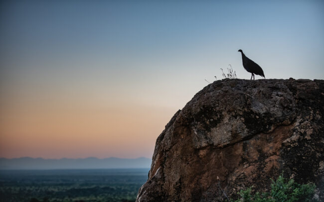Vulturine Guineafowl • Samburu National Reserve, Kenya