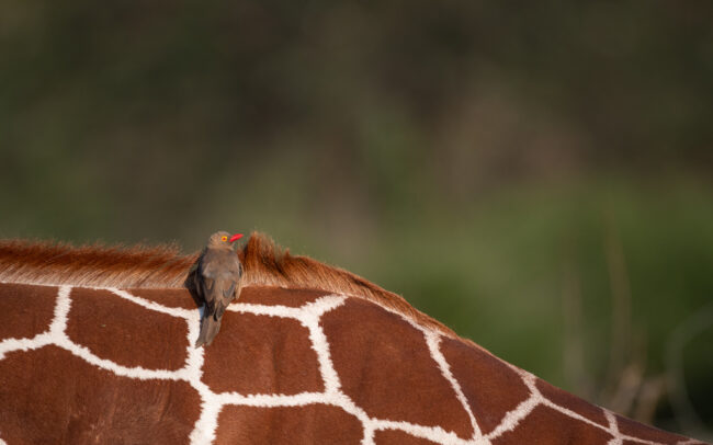Oxpecker and Giraffe • Samburu National Reserve, Kenya
