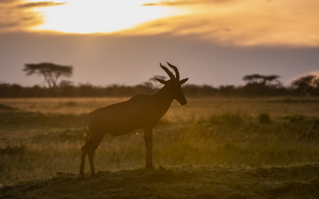 Topi • Maasai Mara National Reserve, Kenya