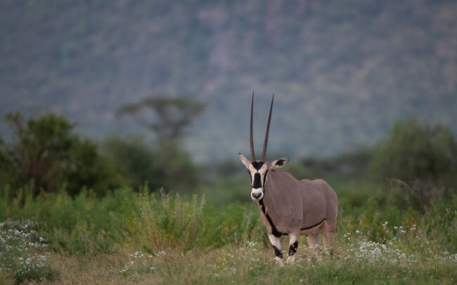 East African Oryx • Samburu National Reserve, Kenya