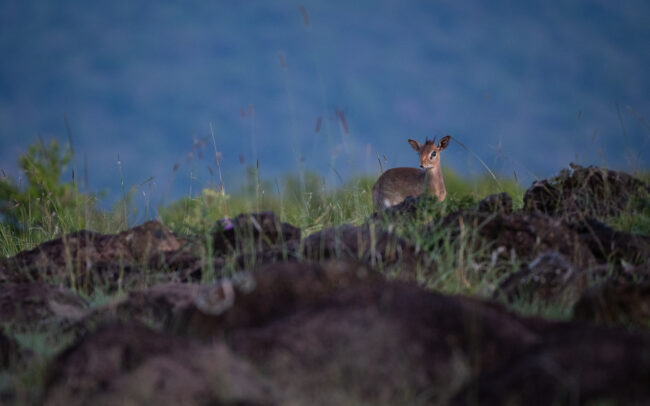 Kirk's Dik-Dik • Maasai Mara National Reserve, Kenya
