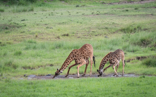 Masai Giraffe • Maasai Mara National Reserve, Kenya