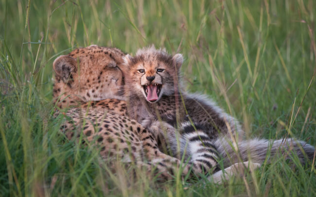 Mother and Baby Cheetah • Masai Mara, Kenya