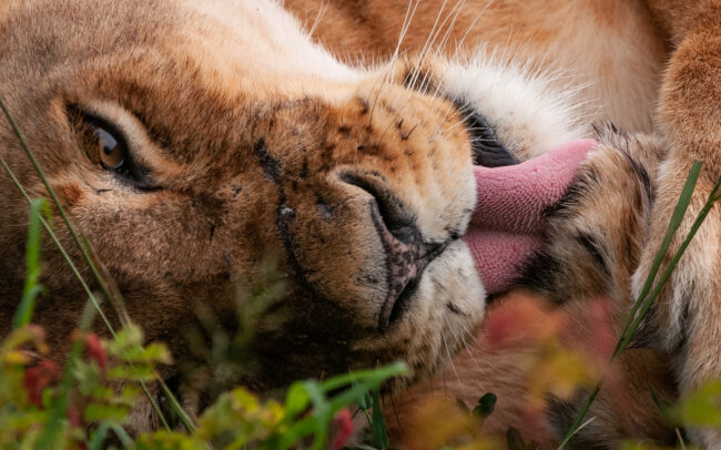 Female Lion • Masai Mara, Kenya