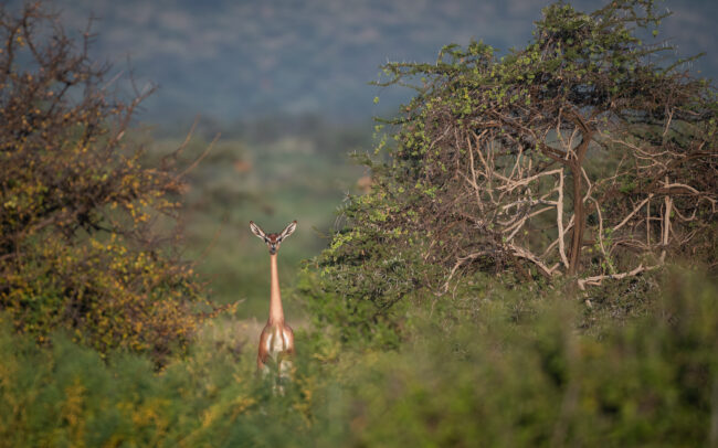 Gerenuk • Samburu National Reserve, Kenya