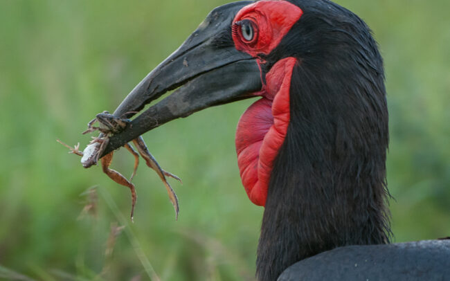 Ground Hornbill • Masai Mara, Kenya