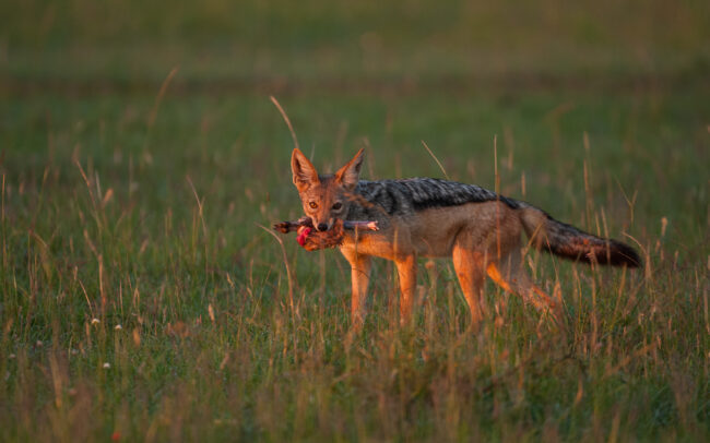 Black Backed Jackal • Masai Mara, Kenya