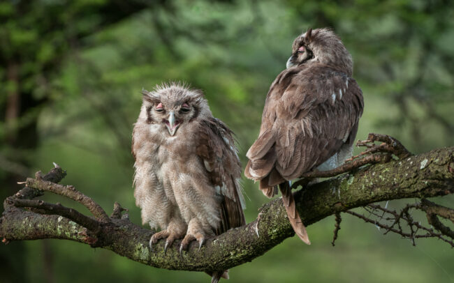 Juvenile Verreaux's Eagle Owls • Olare Orok Conservancy, Kenya