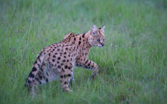 Serval • Masai Mara, Kenya