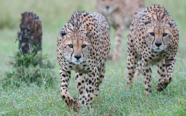 Three Cheetahs • Ol Pajeta Conservancy, Laikipia, Kenya