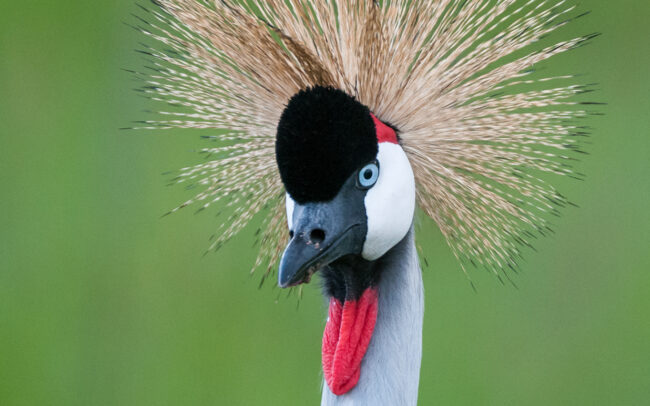 Crowned Crane • Masai Mara, Kenya